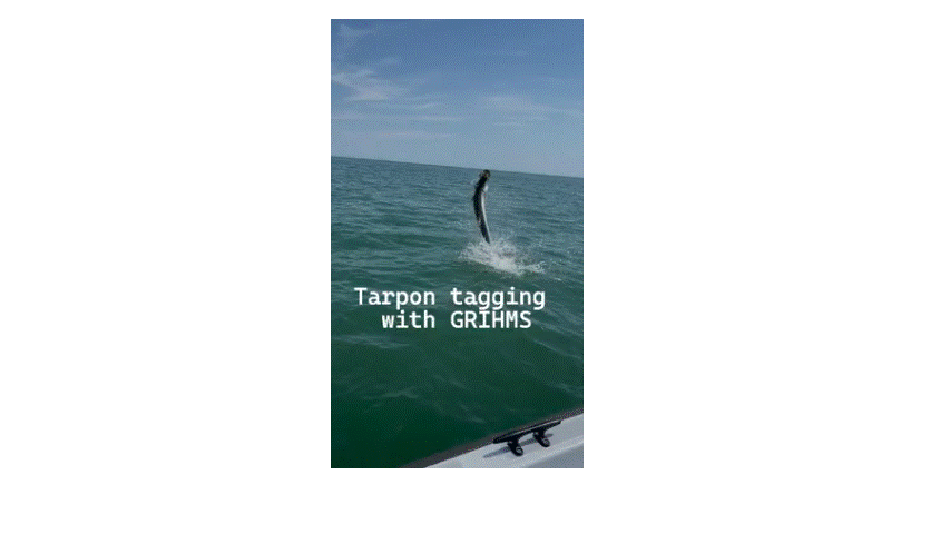 video of tarpon being tagged